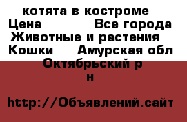 котята в костроме › Цена ­ 2 000 - Все города Животные и растения » Кошки   . Амурская обл.,Октябрьский р-н